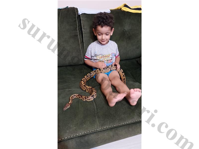 CİDDİ ALICILAR ARASIN SADECE ZEHİRSİZ UYSAL BALL PİTON 120CM
